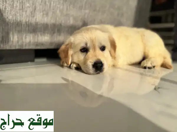 جولدن ريتريفر صغير - ٤ أشهر - صحي وسعيد - بسعر مميز!