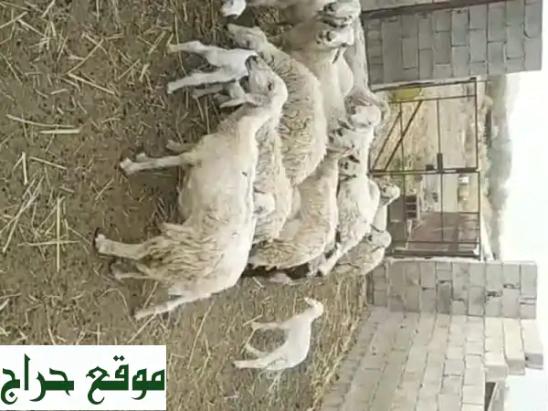 ساعات سديـس الأصلية:  أرقي التصاميم بأسعار لا تُقاوَم!