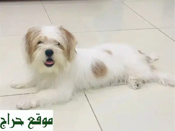 شتزو جميلة، 6 أشهر، مُلقّحة ومُدرّبة بشكل ممتاز! ❤️