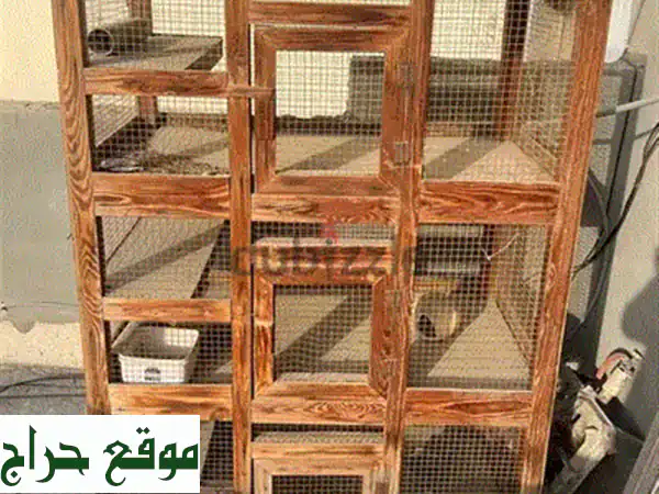 كوكتيل لاتينو صحي ونشيط للبيع في عين حمرة - فرصة مميزة لعشاق الطيور!