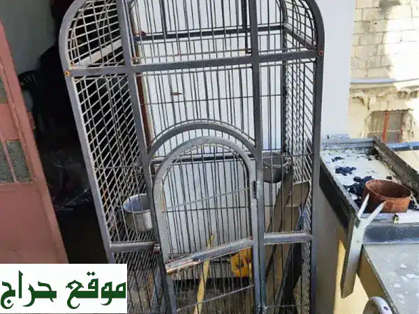 طيور جميلة للبيع أو التبديل - بحاجة لبعض العناية!
