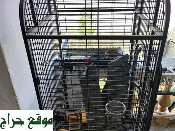 طيور جميلة للبيع أو التبديل - بحاجة لبعض العناية!