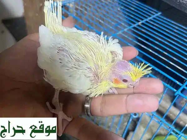 كوكتيل لاتينو صحي ونشيط للبيع في عين حمرة - فرصة...