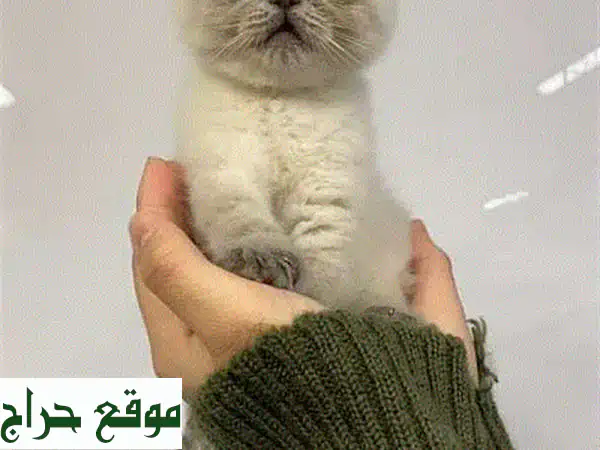 قطة اسكتلندية مطوية أذن (بلو) - 2 شهر - ألطف قطة ستراها!