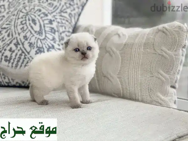 قطة اسكتلندية أزرق النقطة (سكوتيش فولد) عمرها شهرين...