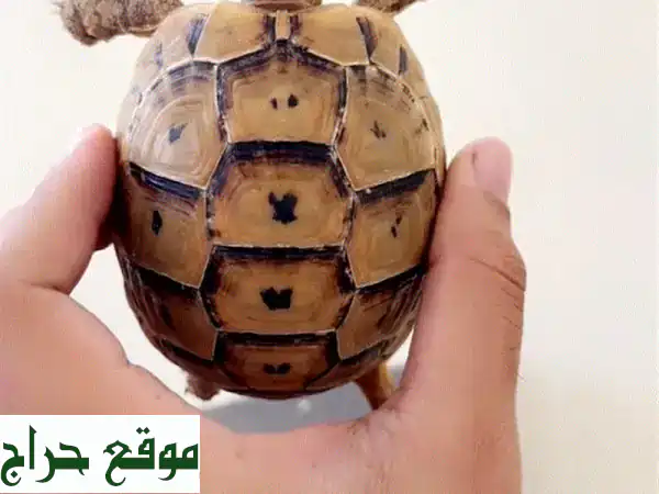 سلحفاة برية فريدة للبيع - لونها ساحر! عمرها ٤-٥ سنوات