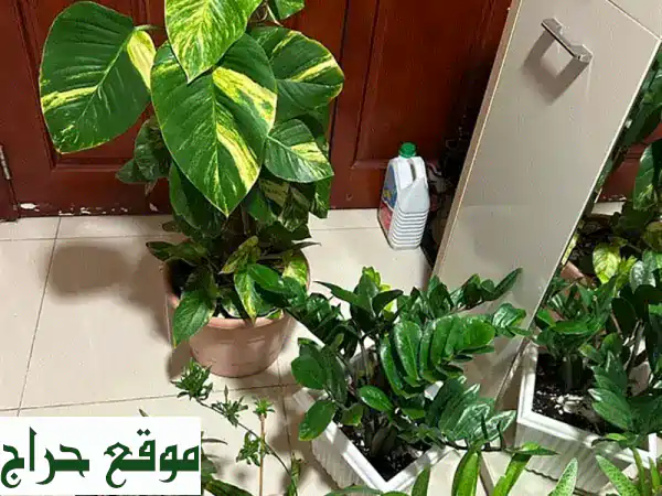 نباتات صحية ومعتنى بها للبيع - أضف لمسة من...