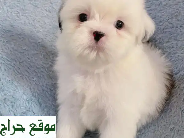 جرو تشيهواهوا (تشيزو)  للبيع - شهر واحد فقط! صحي ونشيط