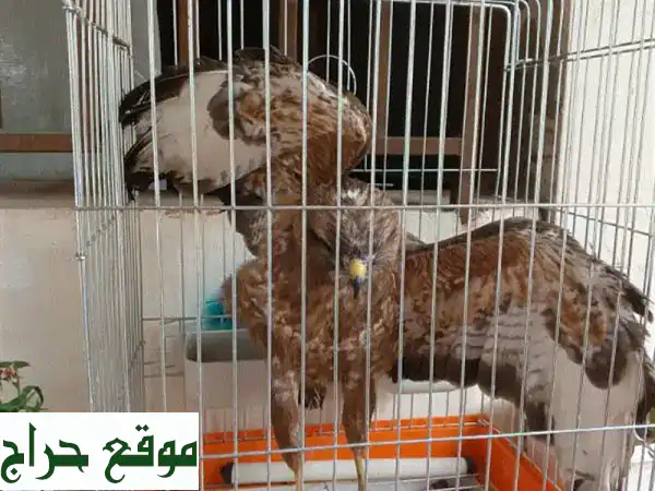 صقر عمر 6 أشهر - زوطر شرقي، رفيق رائع ينتظرك!