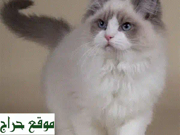 قطط راجدول مستوردة - أنيقة وودودة! 😻