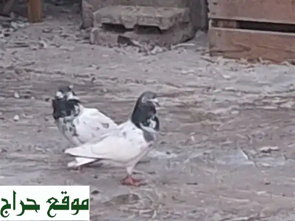 حمام باكستاني للبيع - أجود الأنواع وأسعار مميزة!