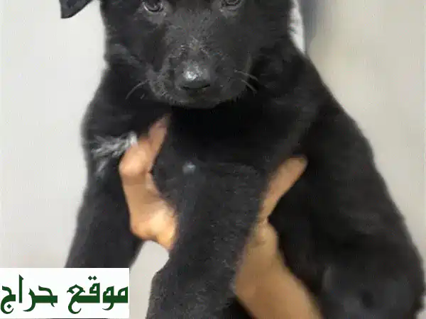 جراء جيرمن شيبرد أبطال - رويال بلاك و بلاك اند رد -...