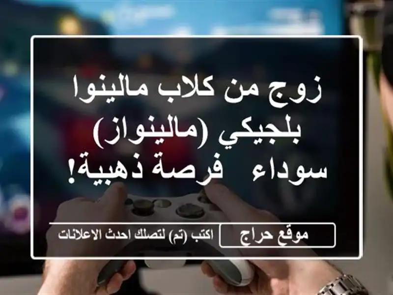 زوج من كلاب مالينوا بلجيكي (مالينواز) سوداء -...