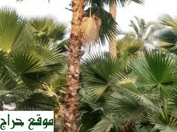سناء:  أفضل رش نخيل وتعديل حجم ثماره - ضمان جودة المحصول