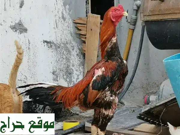 فرصة ذهبية! ديك تايلندي جميل للبيع في مدينة حمد ٢٢ -...