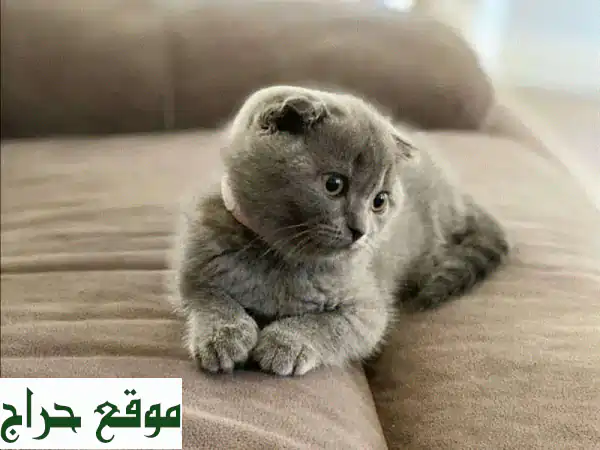 قطط اسكتلندية مطوية قصيرة الشعر - فرو رمادي -...