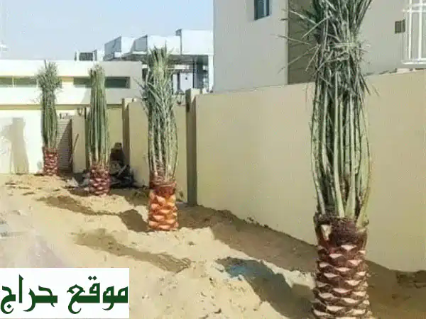 نهضة نخيلك العربي بين يديك: خدمات زراعية متميزة