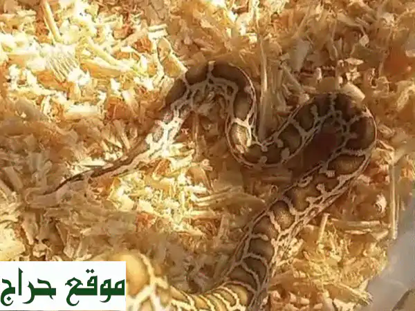 أفعى بايثون أليفة للبيع - صديقة للأطفال! (برج البراجنة)