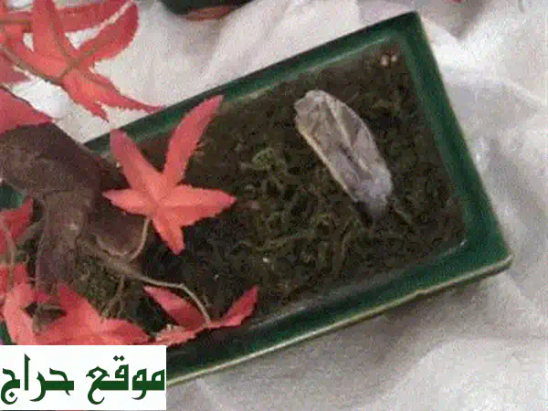 مزهريات تنين فخارية عتيقة - تحفة فنية تُضفي سحراً...