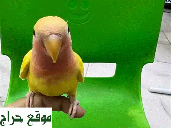 حمام وعصافير الحب الأليفة للبيع - صحية ومرحبة بالأطفال!
