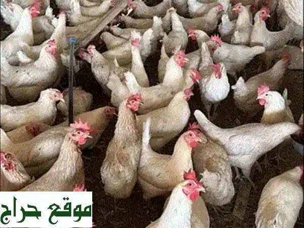 دجاج بلدي بوفانس (11-12 شهر) - بيض طازج ولذيذ!