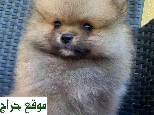 بوميرانين أنثى مستوردة - رفيقة مثالية لعائلتك!