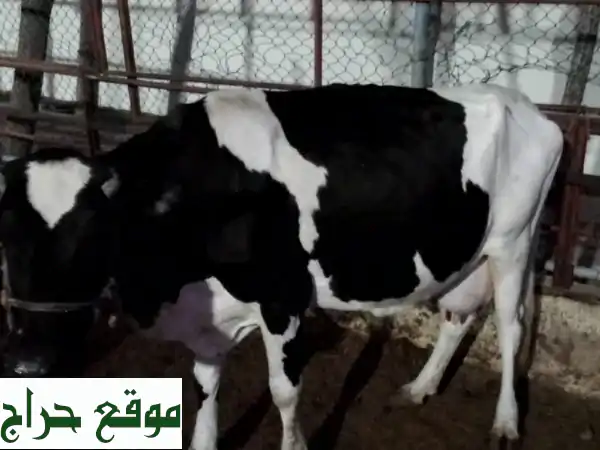 فرصة ذهبية! 6 رؤوس ماشية للبيع - بقرات حوامل وعجول صحية