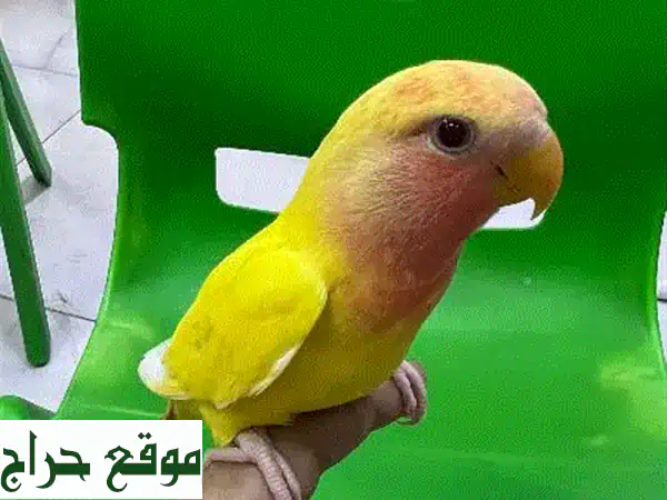 حمام وعصافير الحب الأليفة للبيع - صحية ومرحبة بالأطفال!