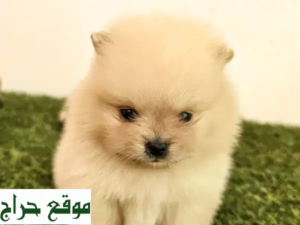 جرو بوميرانين: رفيقك الصغير اللطيف ينتظرك! (بداية من...