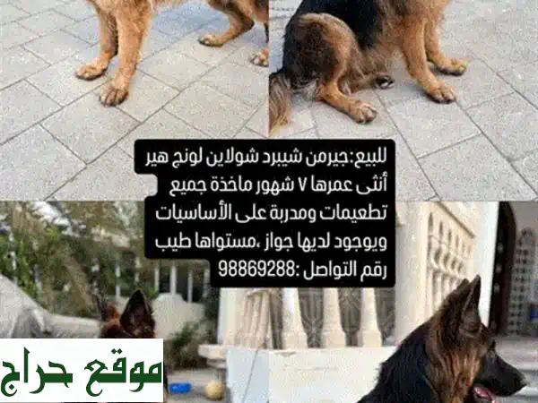 جيرمن شيبرد أنثى - طويلة الشعر، وجه أسود، ملكية...