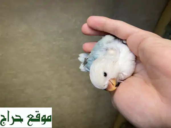 فرخ ببغاء روز أليف وهادئ -  صديقك الريشي الجديد بـ...