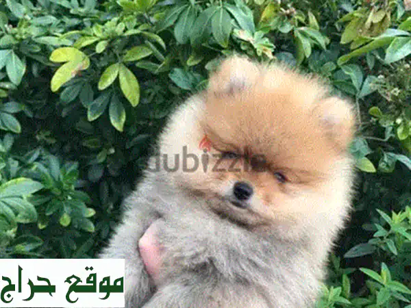 جرو بوميرانين: رفيقك الصغير اللطيف ينتظرك! (بداية من 150 دينار بحريني)