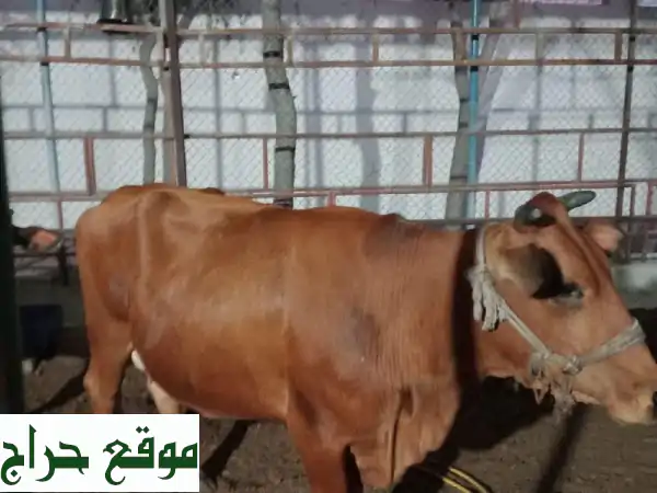 فرصة ذهبية! 6 رؤوس ماشية للبيع - بقرات حوامل وعجول صحية