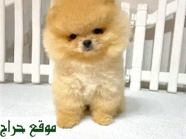 بوميرانين أنثى مستوردة - رفيقة مثالية لعائلتك!