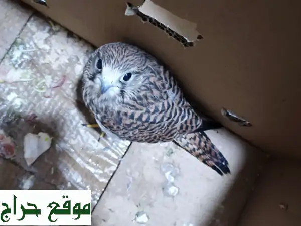 أعلى سعر لطائر حرّ في الرياض! ✈️  بيع طيور نادرة...