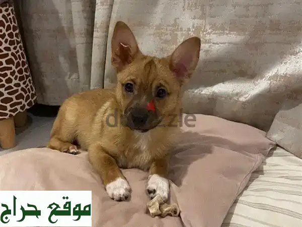 جرو ذكر صحي ودود عمره 4 أشهر - ابحث عن بيتٍ دافئ!