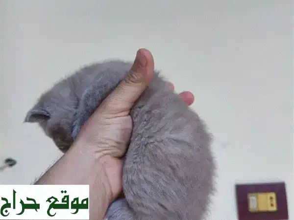 قطط سكوتش وبريتش شيرز نقية للبيع - فرصة مميزة!