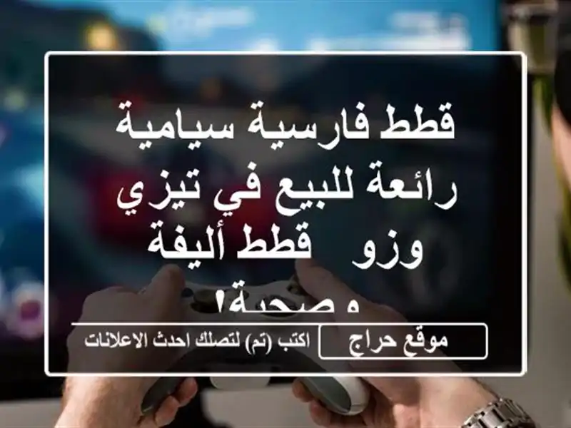 قطط فارسية سيامية رائعة للبيع في تيزي وزو - قطط...
