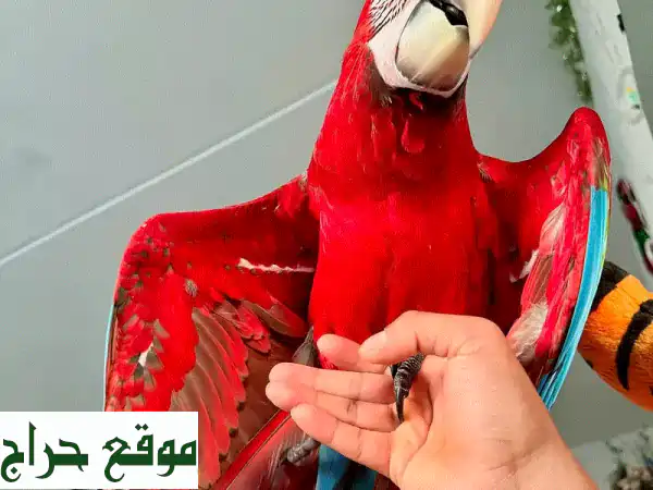 ببغاء سكّارليت ماكاو للبيع - طائر أليف ساحر ينتظرك!
