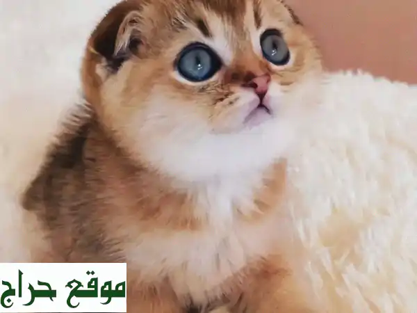 قطط سكوتيش فولد ذهبية شنشيلة نادرة - رفيقك المثالي!