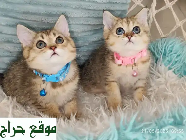 قطط بريتيش شورت هير رائعة!  صحية ولعبانة...