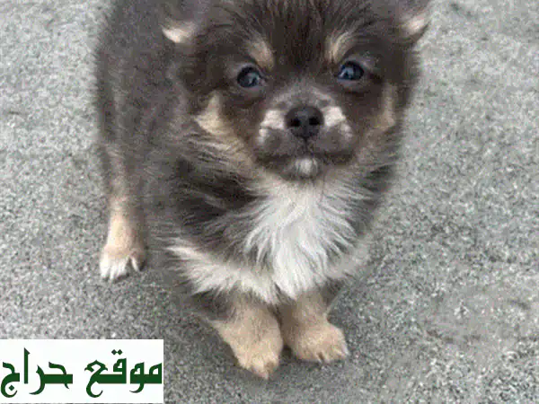 كلبة شيواوا أنثى عمرها شهرين - صغيرة، صحية، وجميلة!