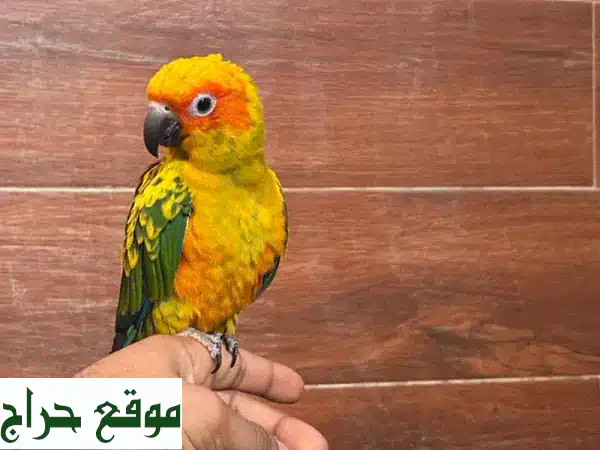 صن كنيور أليف جداً للبيع - رفيق لعوب ومرح!