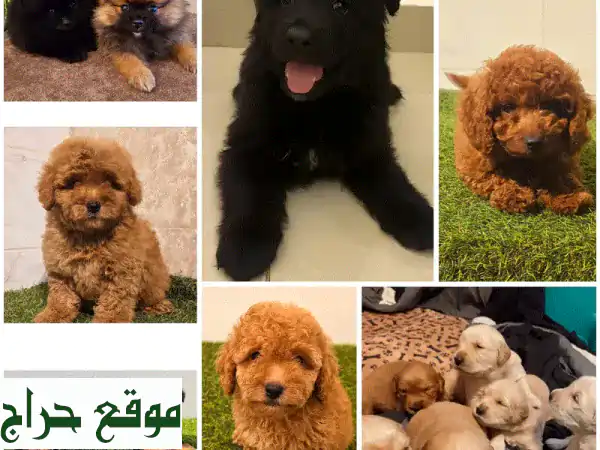 جرو أحلامك ينتظرك!  Pomeranian, Golden Retriever, يوركشاير، و بودل