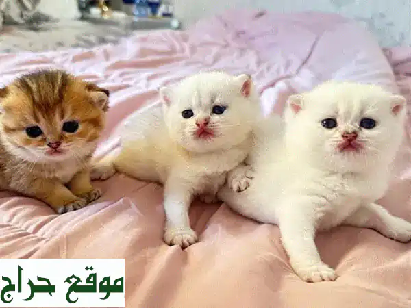 قطط سكوتش قولد وسلفر شردد بيضاء قصيرة الشعر للبيع...