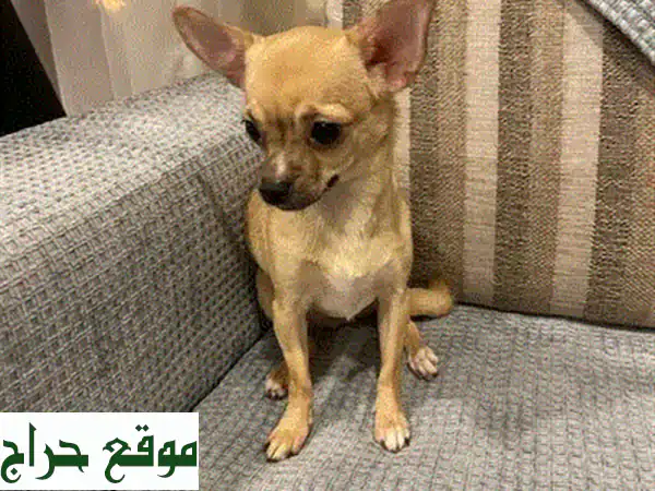 كلبة شيواوا أنثى عمرها شهرين - صغيرة، صحية، وجميلة!