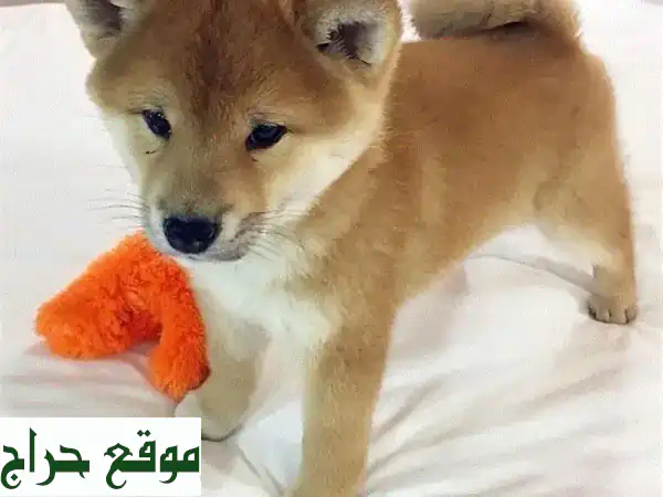 شيبة إينو نقية، جرو رائع ينتظرك! 🐕 أجمل كلب Shiba Inu للبيع
