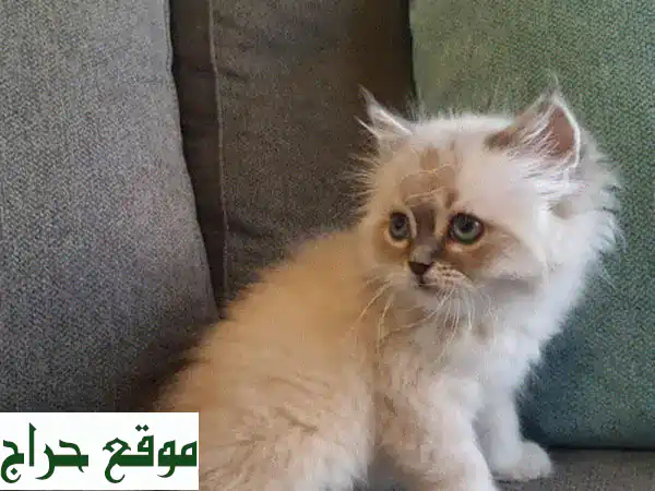 قطط صغيرة للبيع - قطيّط عمره شهرين، مرح ونشيط! 😻