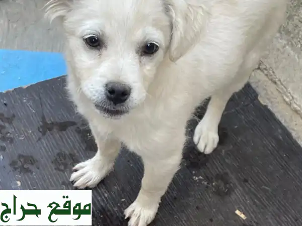 فرصة ذهبية! جروين لولو فوكس رائعين (ذكر وأنثى) مع جميع أغراضهم!