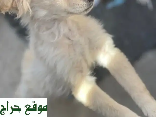 فرصة ذهبية! جروين لولو فوكس رائعين (ذكر وأنثى) مع...